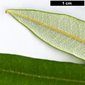 SpeciesSub: subsp. monticola
